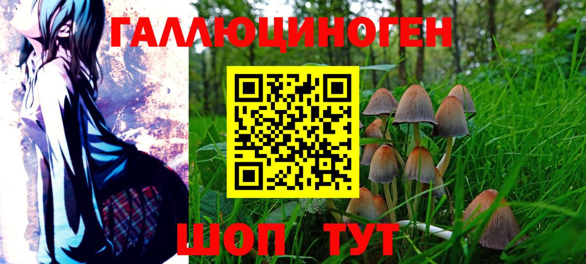 Псилоцибиновые грибы Psilocybe  Вход с VPN  Вятские Поляны 